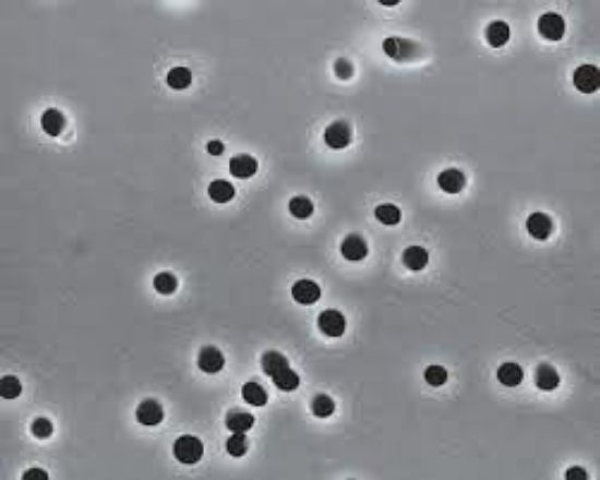 Picture of Membrane Filters PCTE 0.1um WP 13mm 100/PK K010A013A